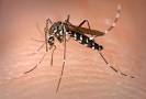 Aedes albopictus mosquito